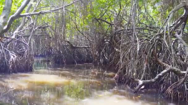 Close up van boot zweven door de mangrove moerassen met schilderachtige bosvegetatie, dichte bomen struikgewas en kleine natuurlijke tunnels van exotische gebogen planten. Perikel Verplaatsing van wildernis exploratie. POV — Stockvideo