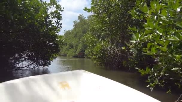 Hermosa vista desde el arco del barco en movimiento en el río entre la naturaleza salvaje con árboles inundados y plantas de bosque de manglar. Velero flotando a través de la vegetación tropical verde densamente creciente. De cerca. — Vídeo de stock