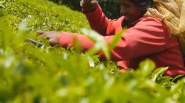 Yerel Hintli kadın gülümseyerek ve hasat çay plantasyon düşük açılı görünümünü güneşli. Kadın işçi taze malzeme çekme highland, yeşil çalılar bahar sezonunda yaprakları. Yakın çekim