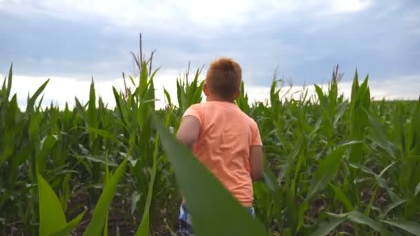 Счастливый маленький рыжий мальчик бежит по кукурузному полю, поворачивается к камере и улыбается. Милый малыш веселится во время пробежки по кукурузной плантации в пасмурный день. Медленное движение — стоковое видео
