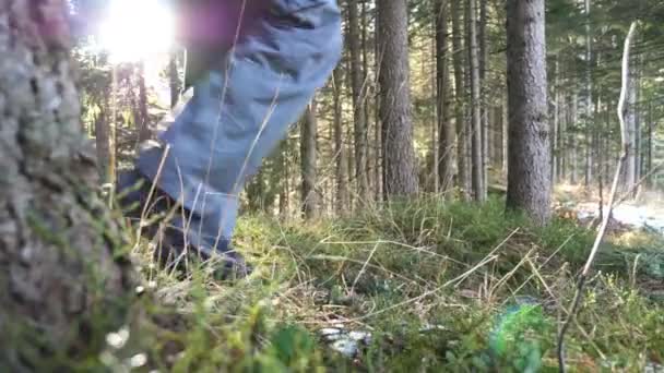 Turista masculino con mochila camina sobre un hermoso bosque de pinos en un día soleado. Joven mochilero va y explora pinery a principios de primavera. Concepto de estilo de vida activo saludable. Vista trasera Cámara lenta — Vídeos de Stock