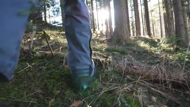 수컷 관광객 의발 이 햇빛을 배경으로 아름다운 소나무 숲 위를 걷고 있다. 이른 봄에 핀 리에 있는 어린 등산객을 따라가 보 십시오. 건강 한 생활 방식에 대한 개념. 뒷모습느린 동작 — 비디오