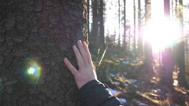 男性の手は太陽の光を背景に松の樹皮をストロークします。若いバックパッカーは早春に森の中の木の幹に触れる。環境保護と生態系ケアの概念。スローモを閉めろ — ストック動画