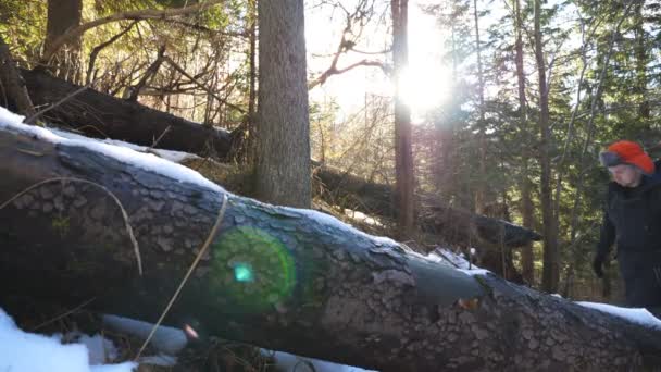 Mladý batohem jde do kopce a zkoumá borovice se slunečním světlem na pozadí. Muž turista s batohem kráčí do svahu borového lesa na začátku jara. Dovolená nebo prázdninový koncept. Zavřít — Stock video
