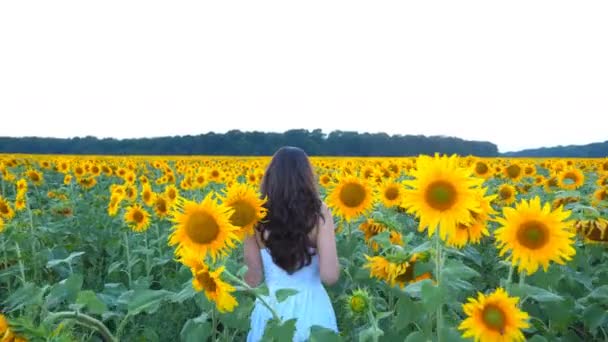 迷人的女士在夏日漫步在草地上. 跟随年轻无忧无虑的女人带着高高的向日葵穿过田野。 女孩享受着美丽的自然环境。 自由概念。 背景色 — 图库视频影像