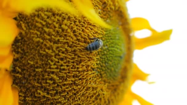 मधुमक्खी खेत में पके सूरजमुखी से पराग इकट्ठा करती है। पीले फूल पर धूल इकट्ठा करना। छोटे कीटों का कड़ी मेहनत धीमी गति विस्तार दृश्य बंद करें — स्टॉक वीडियो