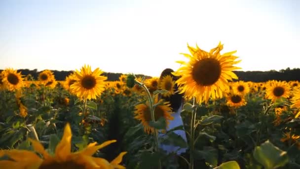 Young girl strolling through field with sunflowers at sunset. Carefree woman walking and enjoying beautiful nature environment. Bright sunset sunbeams shining through high stalks of plants. Back view — Stock Video