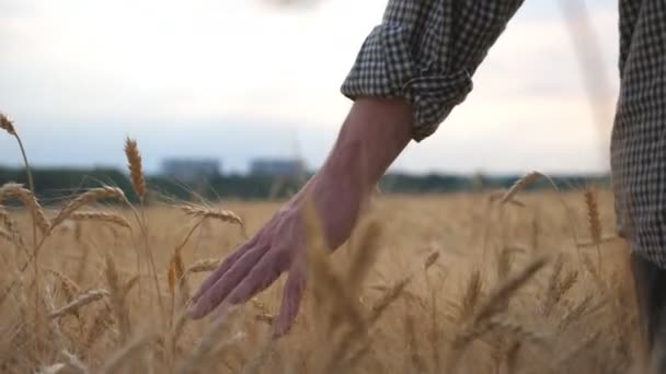 Молодий фермер проходить через ячмінне поле і погладжує золотими вухами врожаю. Чоловіча рука рухається над стиглою пшеницею, що росте на лузі. Концепція аграрного бізнесу. Вид ззаду Повільний рух — стокове відео