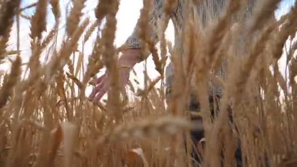 Męska ręka rolnika poruszającego się po dojrzałej pszenicy rosnącej na polu. Młody agronomista przechadzający się po łące jęczmienia i dotykający złotych uszu. Koncepcja rolnictwa. Żuraw strzelał w zwolnionym tempie — Wideo stockowe