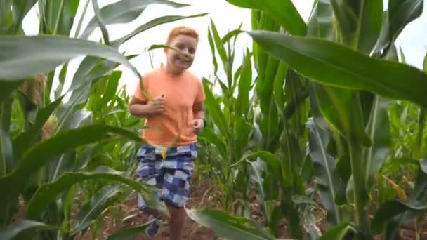 曇りの日にトウモロコシ畑を通ってカメラに走っている幸せな小さな子供。有機農場でトウモロコシのプランテーションの上にジョギングしながら楽しみを持っているかわいい赤毛の少年。スローモーションをクローズアップ — ストック動画