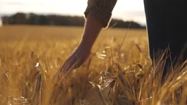 Närbild av manlig hand som rör sig över vete som växer på plantagen. Unge man som går genom kornfältet och försiktigt rör vid gyllene öron av gröda. Solljus i bakgrunden. Bakifrån Slow motion — Stockvideo