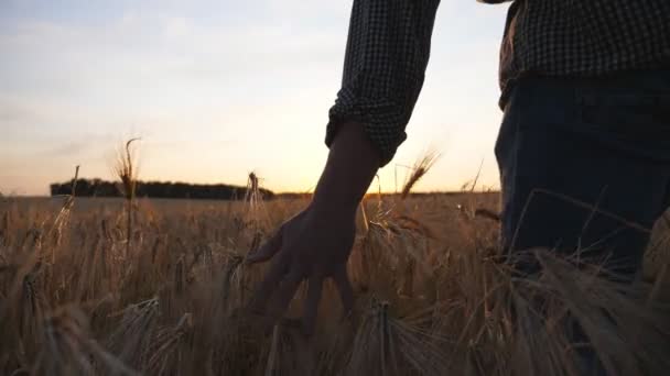 Jonge boer loopt door het gerstveld en streelt met gouden armoren van gewassen. Mannelijke hand beweegt over rijpe tarwe groeien op het weiland. Landbouwbedrijfsconcept. Zonlicht op de achtergrond — Stockvideo