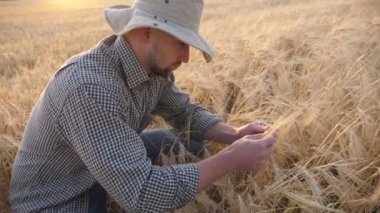 Young agronomist sits at cereal meadow and explores wheat ears of crop. Male farmer examines ripe barley stalks at grain field. Concept of agricultural business. Sunlight at background. Dolly shot