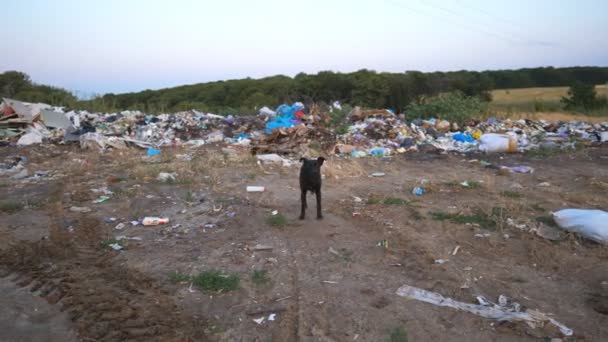 Angry homeless dog stands against the background of dump yard and barks into camera. Trash is dumped in open and freely available places at nature. Environmental pollution problem concept. Dolly shot — Stok video