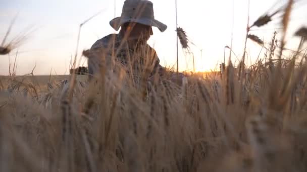 Jovem agrônomo senta-se no prado de cereais e explora espigas de trigo de colheita. Agricultor masculino examina talos de cevada maduros no campo de grãos. Conceito de negócio agrícola. Luz solar no fundo. Dolly atirou — Vídeo de Stock