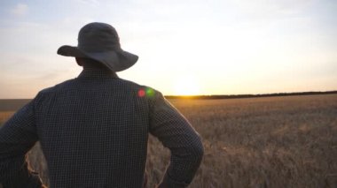 Erkek çiftçi buğday tarlasında duruyor ve altın tarlalarına bakıyor. Genç tarımcı gün batımında arpa çayırını inceliyor. Tarım sektörü kavramı. Arka planda güneş ışığı. Arka plan Yavaş çekim