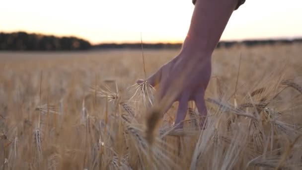 Jovem agricultor caminha através do campo de cevada e cursos com braço orelhas douradas de colheita. Mão masculina de agrônomo se move sobre o trigo maduro crescendo no prado ao pôr do sol. Conceito de empresa agrícola — Vídeo de Stock