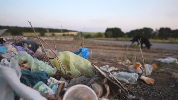 Homeless dog searches food against the blurred background. Close up of garbage dump focus on foreground. Trash is dumped in freely available places at nature. Environmental pollution problem concept — 비디오