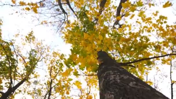 Rotação em torno de um velho tronco de bordo com céu azul no fundo. Folhagem exuberante em galhos de árvores balançando suavemente no vento na floresta de outono. Bela temporada de outono colorido. Movimento lento — Vídeo de Stock