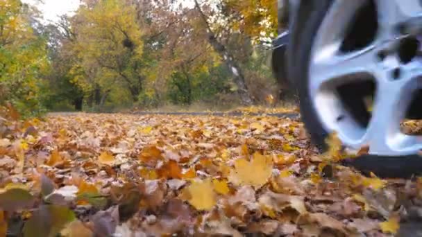 公園で黄色の葉の上に空の道路に沿って高速に駆動する黒の Suv。カラフルな紅葉が自動車の車輪の下から飛び出ています。晴れた日にトレイルを通って強力な車の交差。背面図 — ストック動画