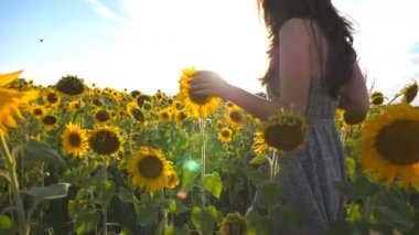 Tanınmayan kız sarı ayçiçeği sahada yürüyüş ve çiçekleri çok dokunaklı. Çayır ve okşa çiçeklere güneşli gün genç güzel kadın. Yaz konsepti. Yavaş hareket kapatmak
