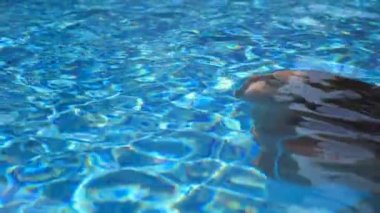 Havuzda suyun altında güzel bir kız beliriyor. Genç bir kadın otelin havzasında suyun altından çıkar. Esmer, güneşli bir günde dinleniyor. Yaz tatili ya da tatil konsepti. Yavaşça kapat.