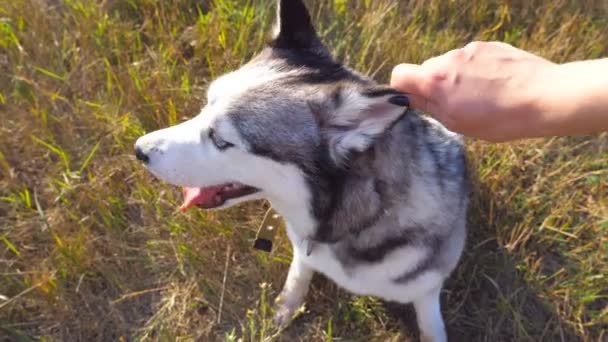 Female hand caress her siberian husky at field on sunset. Portrait of dog sitting on green grass at meadow and enjoy stroking from owner. Love and friendship with domestic animal. POV Close up — Stock Video