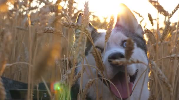 Ritratto di giovane muso husky siberiano che respira con lingua sporgente al campo di grano dorato al tramonto e alza lo sguardo. Animale domestico seduto in alte spighette a prato in estate. Da vicino. — Video Stock