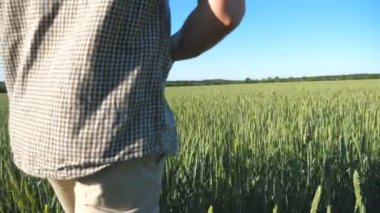 Çiftliğindeki yeşil buğday tarlasında yürüyen tanınmamış bir erkek çiftçiye yakın. Genç adam güneşli bir günde çayırda tahıl saplarını inceliyor. Tarım sektörü konsepti. Arka plan görünümü