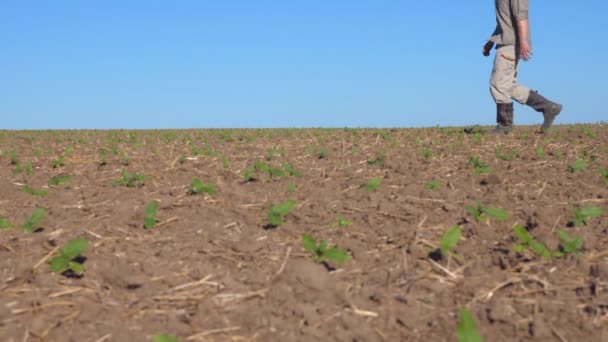 Невпізнаваний молодий фермер, який проходить через маленькі зелені паростки соняшнику на полі в літній день. Концепція аграрного бізнесу. Блакитне небо на фоні. Вид збоку Крупним планом — стокове відео