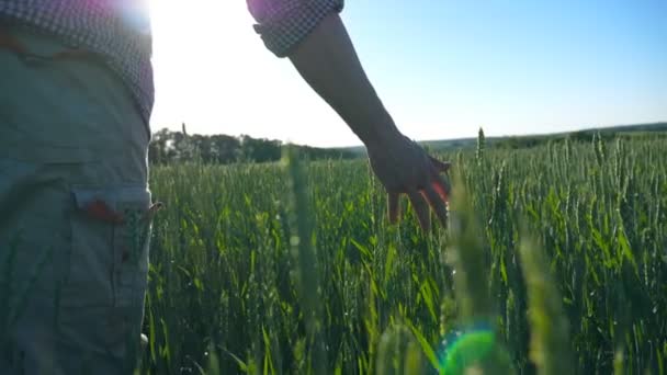 Férfi farmer kéz mozog át búza nő az ültetvényen a napfény a háttérben. Fiatal gazda sétál át a gabonaföldön, és megérinti a zöld füle termés. Hátsó nézet Lassú mozgás — Stock videók