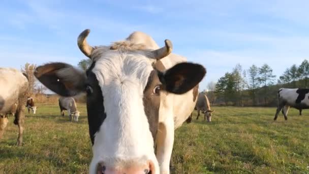 Curious cow looking into camera and sniffing it. Cute friendly animal grazing in meadow showing curiosity. Cattle on pasture. Farming concept. Slow motion Close up — Stock Video
