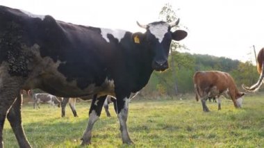 Güneşli çimlerde otlayan sığır sürüsüne bakın. Şirin, dost canlısı hayvanlar arka planda güneş ışığı olan çayır üzerinde taze yeşil çimen yiyorlar. Otlaktaki sığırlar. Manzaralı doğa manzarası. Çiftçilik kavramı. Yavaş çekim