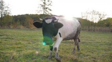 Meraklı inek kameraya bakıp kokluyor. Çayırda otlayan sevimli, dost canlısı hayvan merakını gösteriyor. Otlaktaki sığırlar. Çiftçilik kavramı. Yavaş çekim. Yakın çekim.