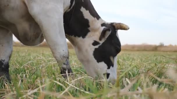Zamknij głowę krowy jedzącej świeżą zieloną trawę na trawniku. Wypas zwierząt na łące. Bydło na pastwisku. Malownicze tło natury. Koncepcja rolnictwa. Powolny ruch Widok z boku — Wideo stockowe