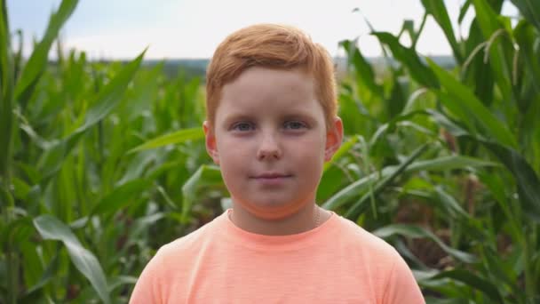 Közelről egy kis mosolygó vörös hajú fiú szeplőkkel, aki a kamerába néz a bio farmon lévő kukoricamező hátterében. A réten álló boldog gyömbéres gyermek portréja — Stock videók
