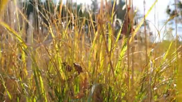 Piękny widok na trawnik leśny przez wysoką suchą trawę. Jasne ciepłe światło słoneczne oświetlające łąkę. Kolorowe tło natury z żółtymi łodygami dzikiej roślinności. Zamazane tło. Dolly strzał — Wideo stockowe