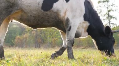 Çimenlikte duran ineği kapat ve taze yeşil ot ye. Güneşli bir günde çayırda otlayan sevimli, dost canlısı bir hayvan. Otlaktaki sığırlar. Manzaranın doğası. Çiftçilik kavramı. Yavaş çekim