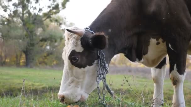 Close up muzzle of cow standing at lawn and eating green fresh grass. Cute friendly animal grazing in meadow. Cattle on pasture. Scenic nature background. Farming concept. Slow motion — Stock Video