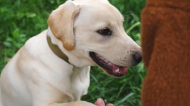 Labrador ya da Golden Retriever insanlara pençe atıyor. Evcil hayvanını eğiten ve yöneten tanınmamış bir kadın. İtaatkar köpek sahibinin emirlerini yerine getiriyor. Yavaş çekim. Yakın çekim.