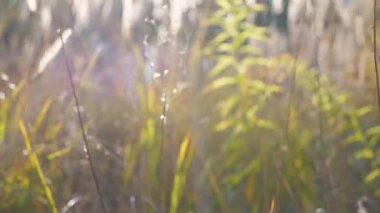 Yeşillik bitki örtüsü ile güneşli çimlerde hareket eden kamera. Parlak, sıcak güneş ışığı alan çimenleri aydınlatıyor. Arka plan bulanık. Bakış açısı Yavaş çekim