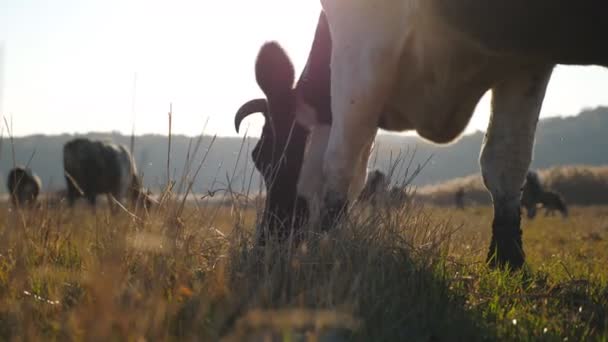 Mucca mangiare erba fresca verde a prato. mandria di bovini al pascolo. Bellissimo paesaggio di campagna con bagliore di sole sullo sfondo. Concetto agricolo. Rallentatore Avvicinamento Vista bassa — Video Stock