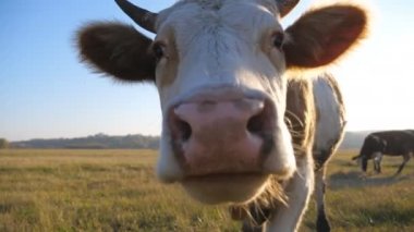 Meraklı inek kameraya bakıp kokluyor. Çayırda otlayan sevimli, dost canlısı hayvan merakını gösteriyor. Otlaktaki sığırlar. Arka planda manzara manzarası var. Çiftçilik kavramı. Yavaş çekim