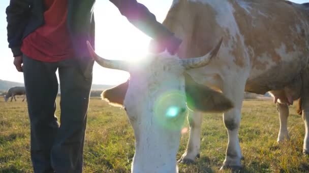 Tanımlanamayan çiftçi evcil ineğine dokunup okşuyor. Dost canlısı hayvan, insan bakımını seviyor. Çiftçilik kavramı. Yavaş çekim. Yakın çekim. — Stok video