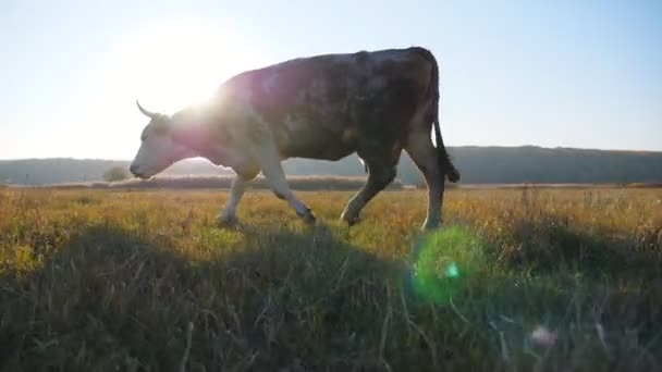 Kráva procházka přes velké pole s krásnou krajinou v pozadí. Dobytek pasoucí se na pastvinách. Scénická venkovská scéna. Koncept farmaření. Pomalý pohyb Boční pohled — Stock video