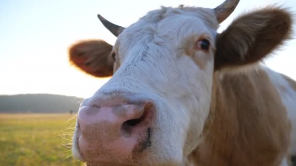 Una mucca curiosa che guarda nella telecamera e la annusa. Grazioso animale amichevole pascolo nel prato mostrando curiosità. Paesaggio paesaggistico sullo sfondo. Sullo sfondo sfocato. Concetto agricolo. Da vicino. — Video Stock