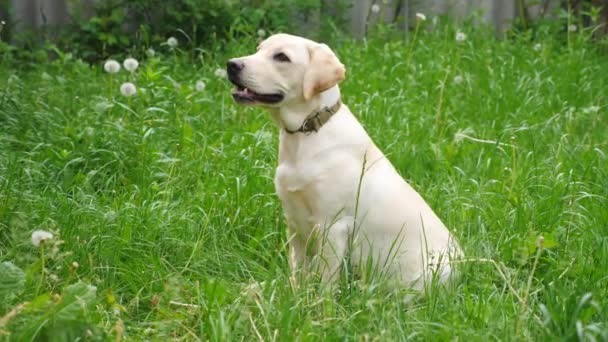 Aranyos labrador vagy golden retriever ül zöld fű udvaron. Figyelmes állat keres valamit. Engedelmes kutya várja a gazdáját. Lassú mozgás Bezárás — Stock videók