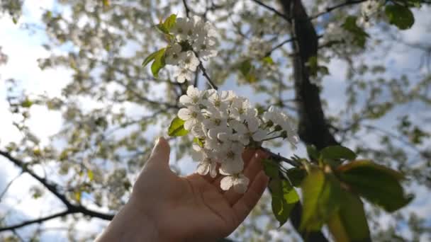 Female hand touching and gently stroking white flowers on branch blossoming tree. Unrecognizable girl enjoying beautiful spring season in garden. Blurred background. Slow motion Close up — Stock Video