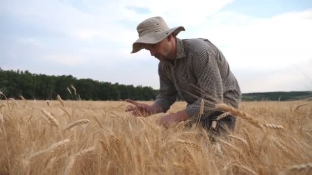 Close up de jovem agrônomo caminhando através do campo de grãos e examinando espigas de trigo de colheita. Agricultor do sexo masculino a passar por cima do prado de cereais e a explorar caules de cevada maduros. Conceito de empresa agrícola — Vídeo de Stock