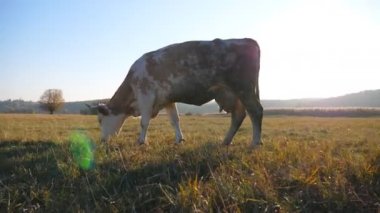 Büyük boynuzlu inekler çimenlikte ya da tarlada taze yeşil ot yiyorlar. Otlakta otlayan sığırlar. Arkasında parlak güneş olan güzel bir kırsal alan. Çiftçilik kavramı. Yavaş çekim Dolly.